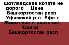 шотландские котята не дорого. › Цена ­ 1 000 - Башкортостан респ., Уфимский р-н, Уфа г. Животные и растения » Кошки   . Башкортостан респ.